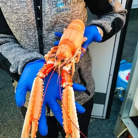 别墅 New By The Sea In Hervik, And Boat *